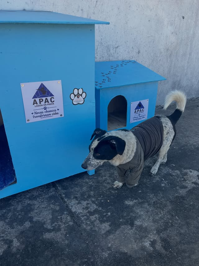 Cão ao lado de casinhas de madeira produzidas na ação