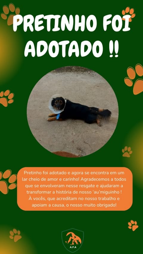 Pretinho recuperado e adotado por uma nova família