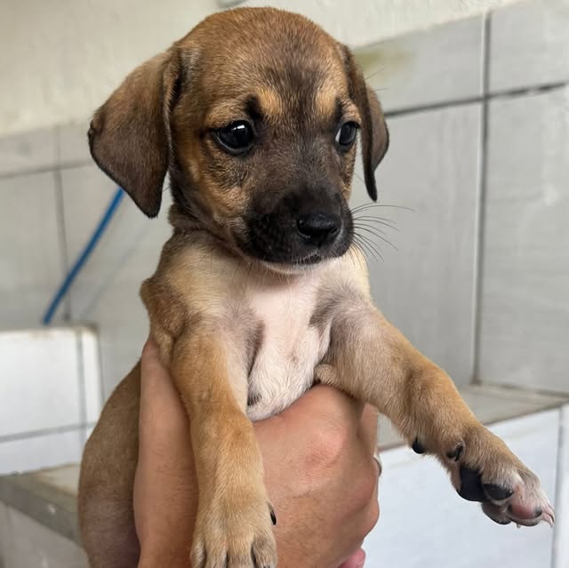 Filhote de cachorro marrom resgatado pela APA