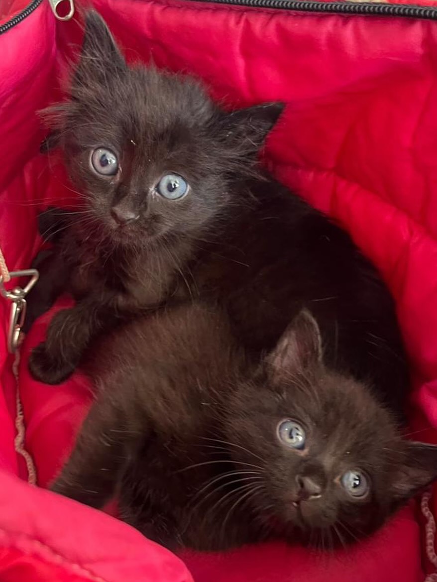 Dois filhotes de gato pretos resgatados pela APA