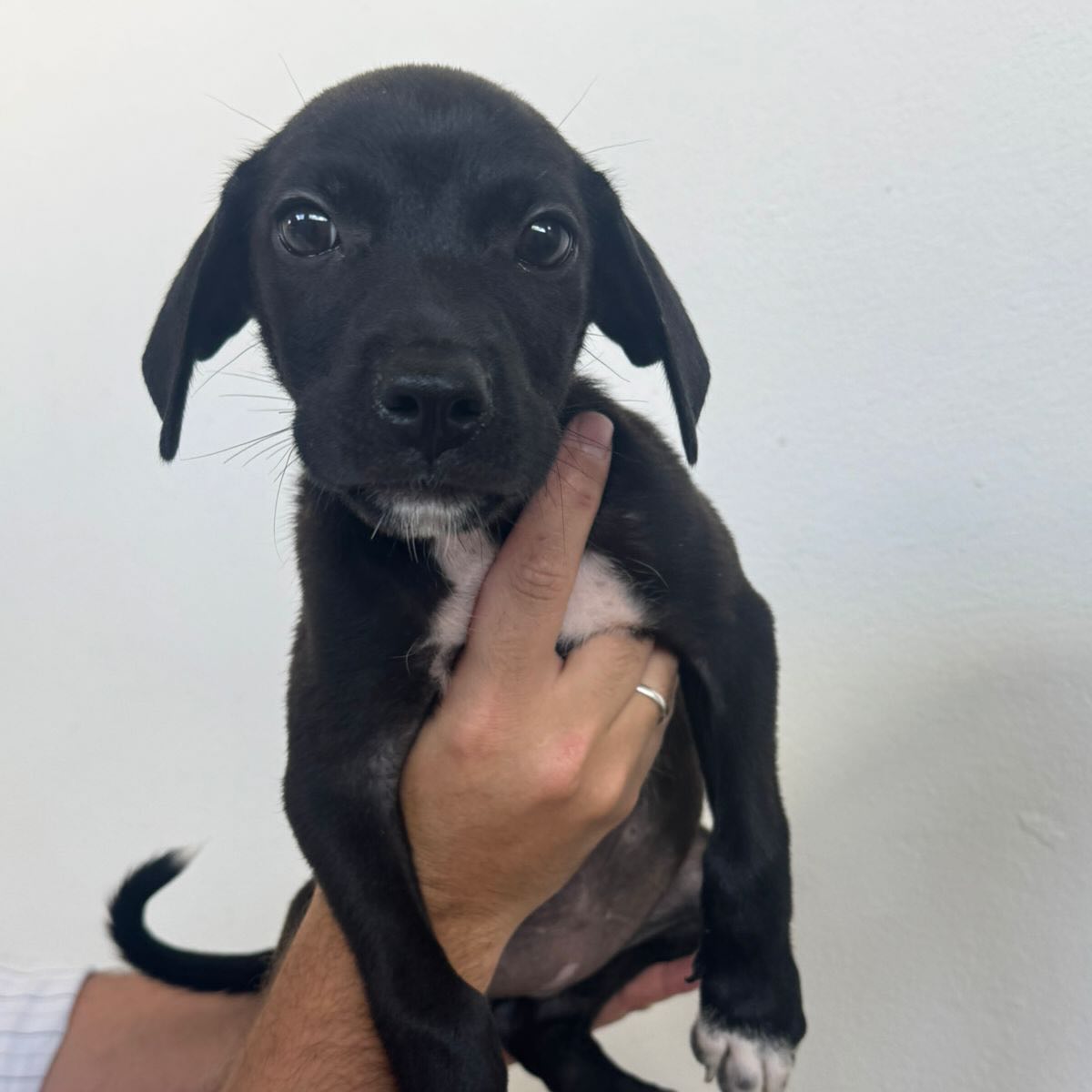 Filhote de cachorro preto resgatado pela APA