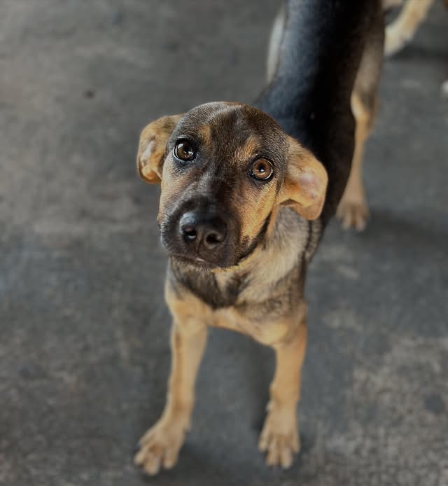 Cachorro jovem marrom resgatado pela APA