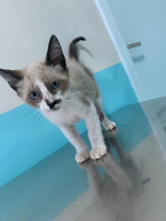 Filhote de gato resgatado pela APA